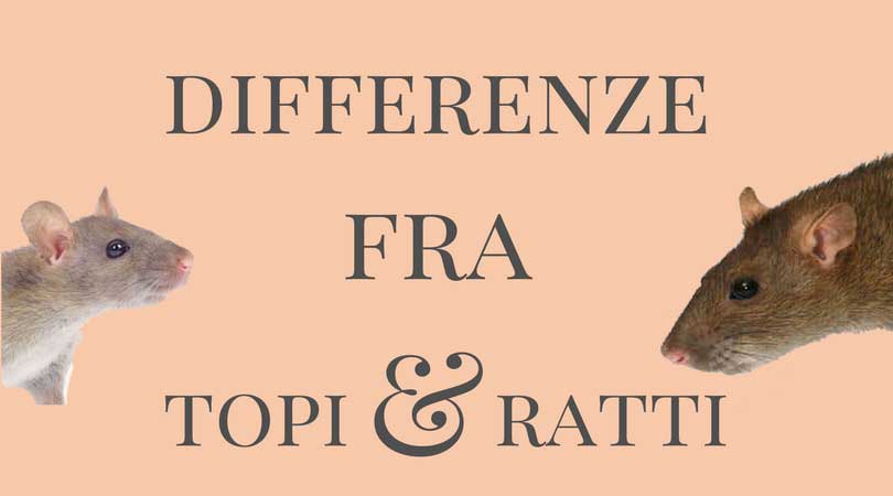 Differenza tra Topi e Ratti | Come riconoscerli? Guida Completa