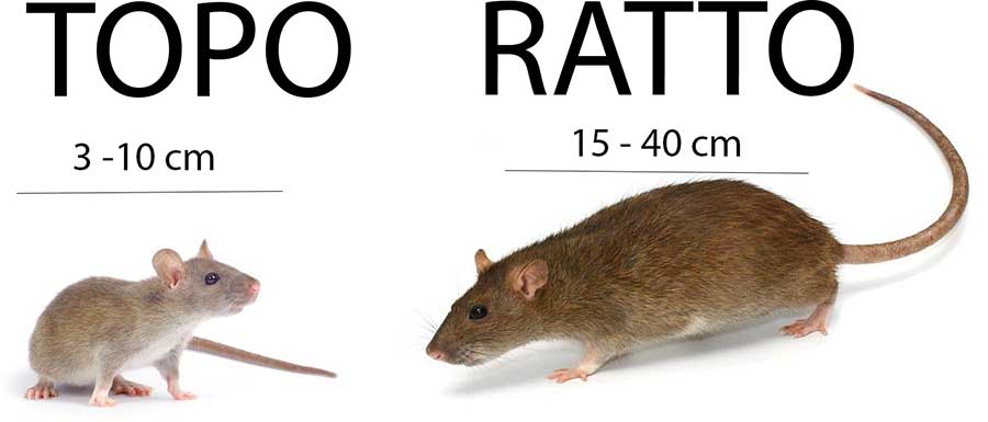 Scappatopo Differenza Tra Topi E Ratti Come Riconoscerli Guida