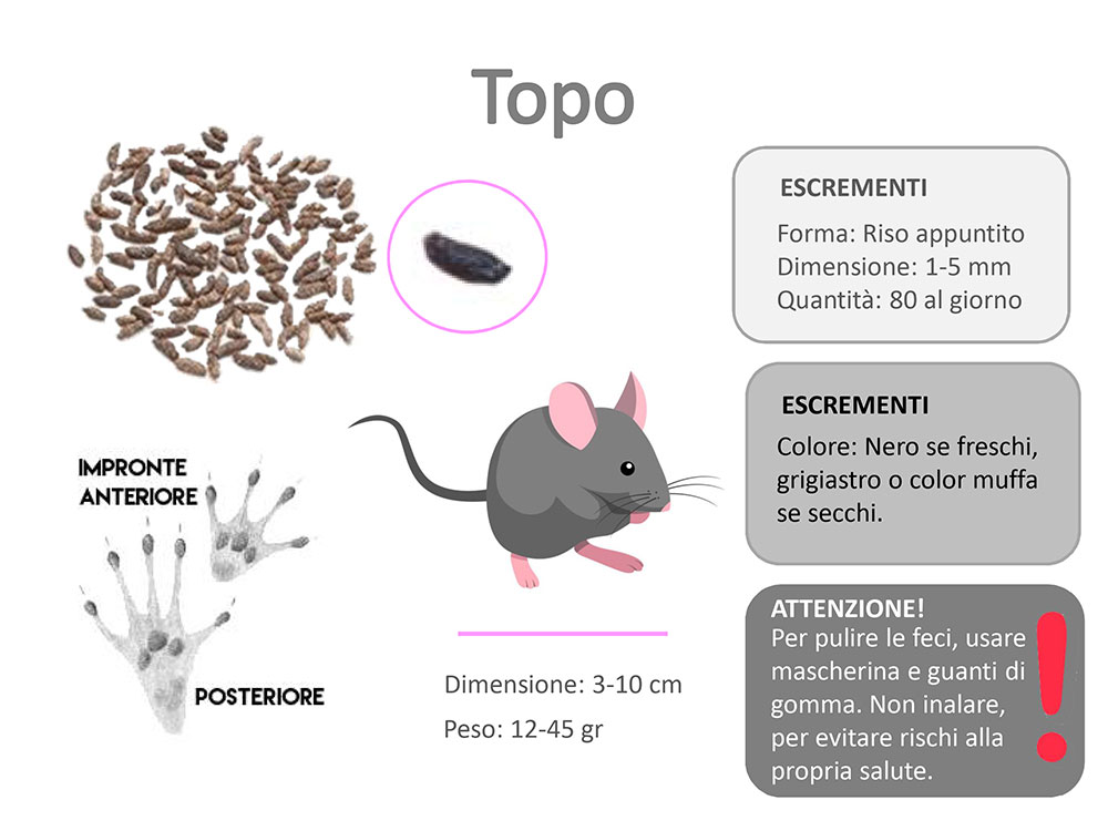tipologia di topi