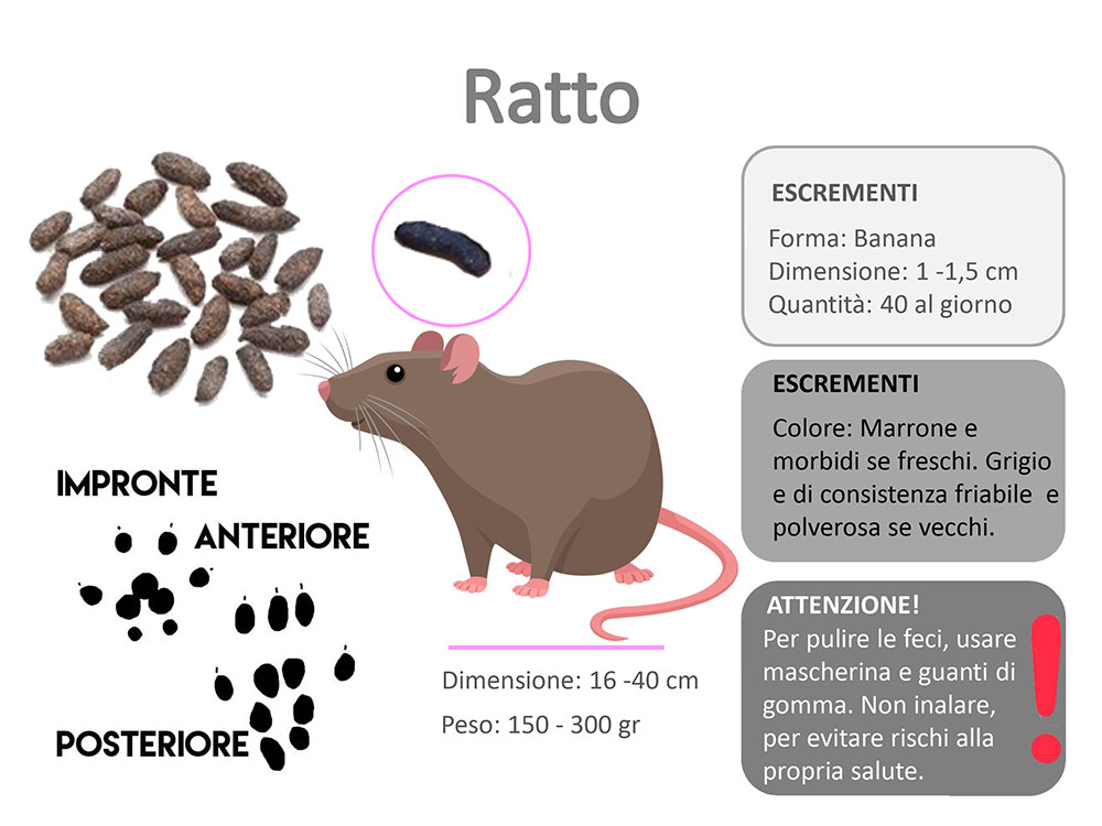 escrementi ratto