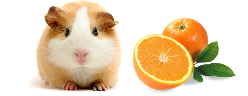 Oranges help mice lose weight 