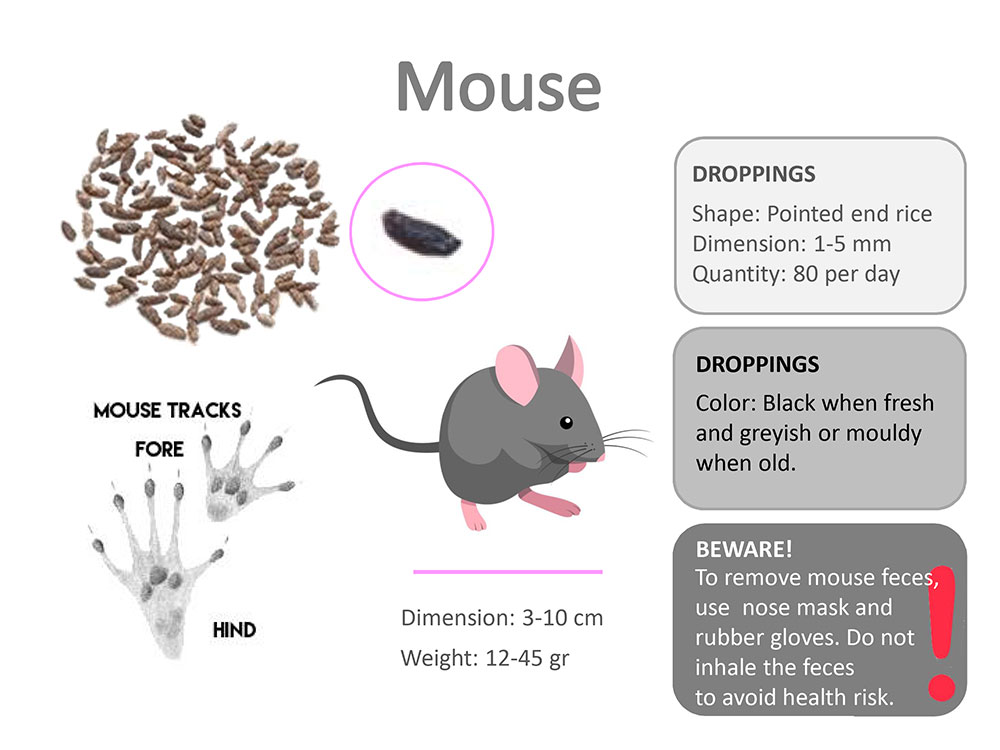mouse droppings
