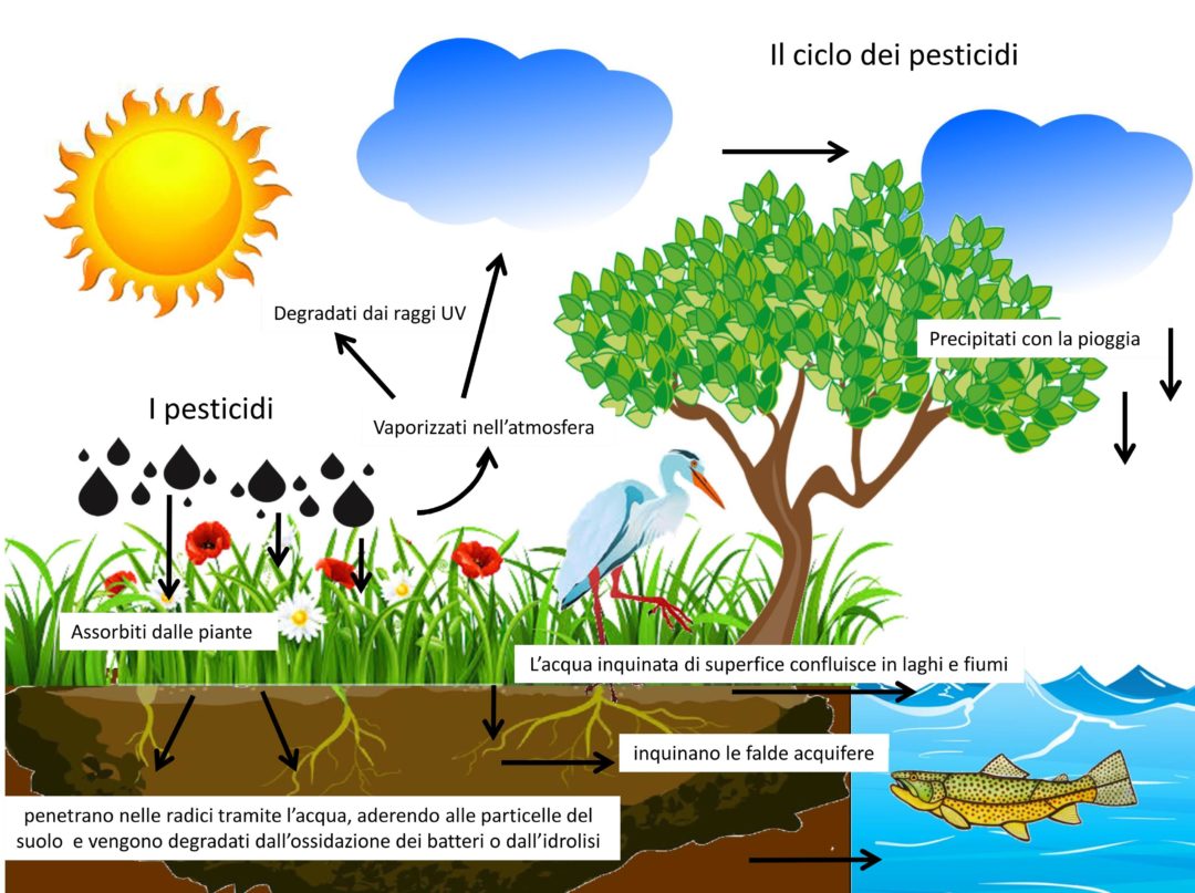 Il ciclo inquinante dei pesticidi x 1080x807