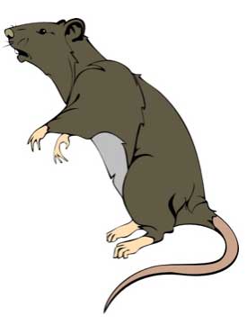 tipi di topi ratto