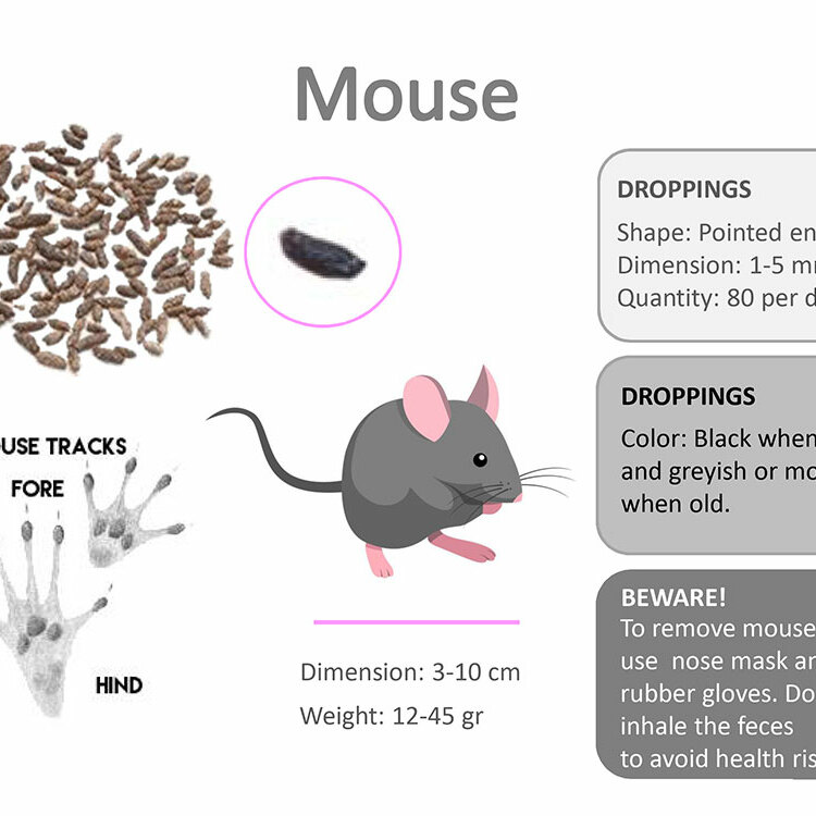 mice droppings