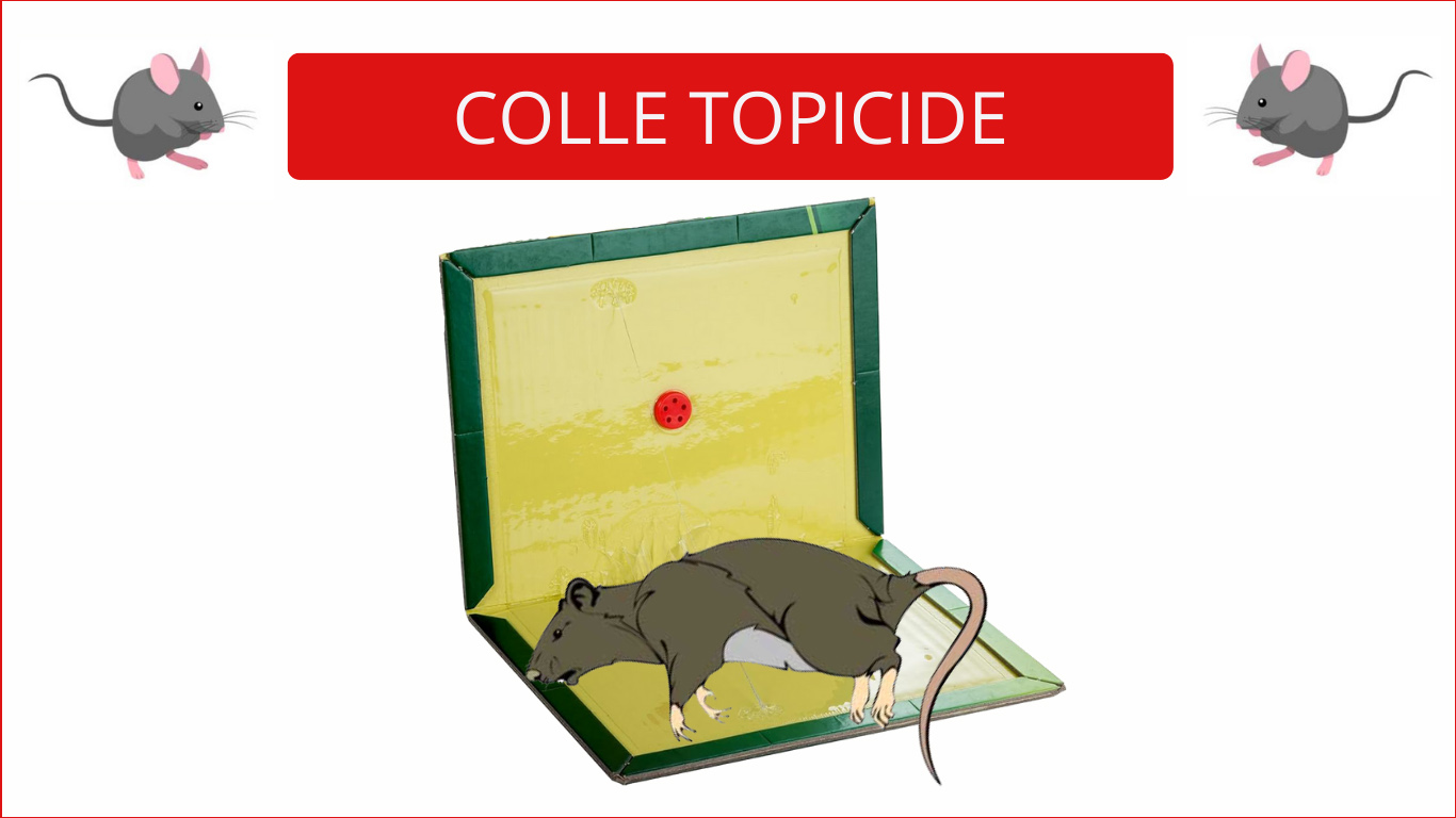 Colle-topicide