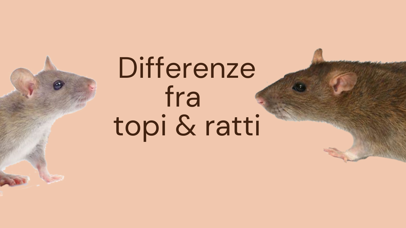 Differenza fra topi e ratti, come riconoscerli – Guida completa