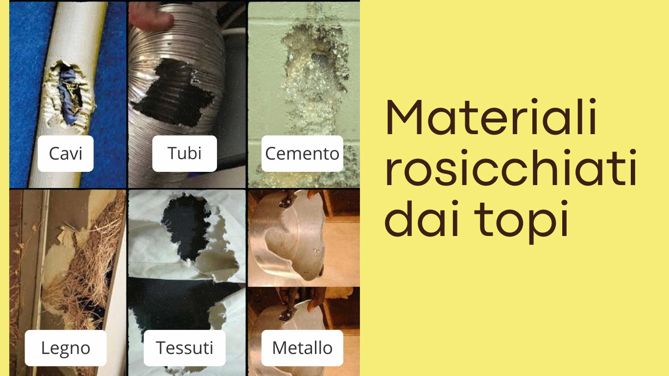 Materiali-rosicchiati-dai-topi