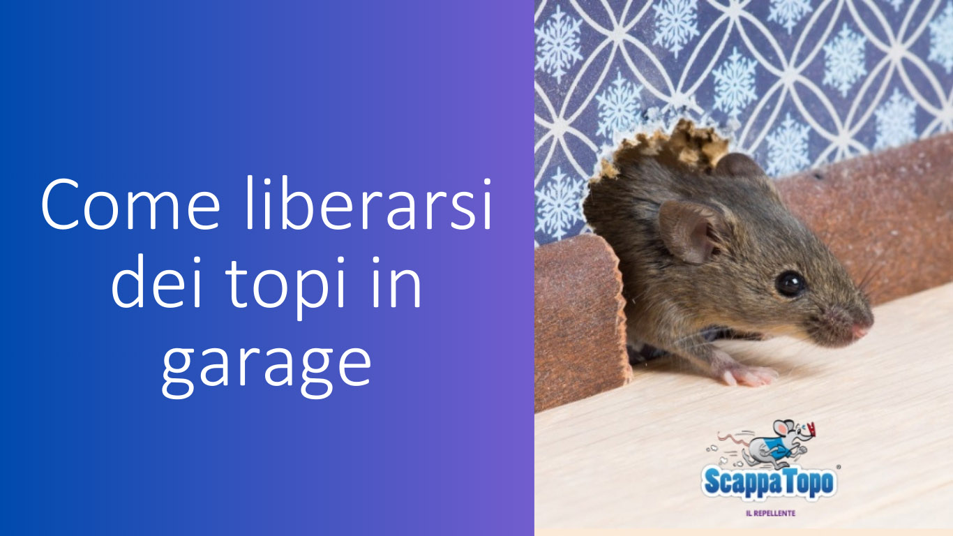 Come liberarsi dei topi in garage