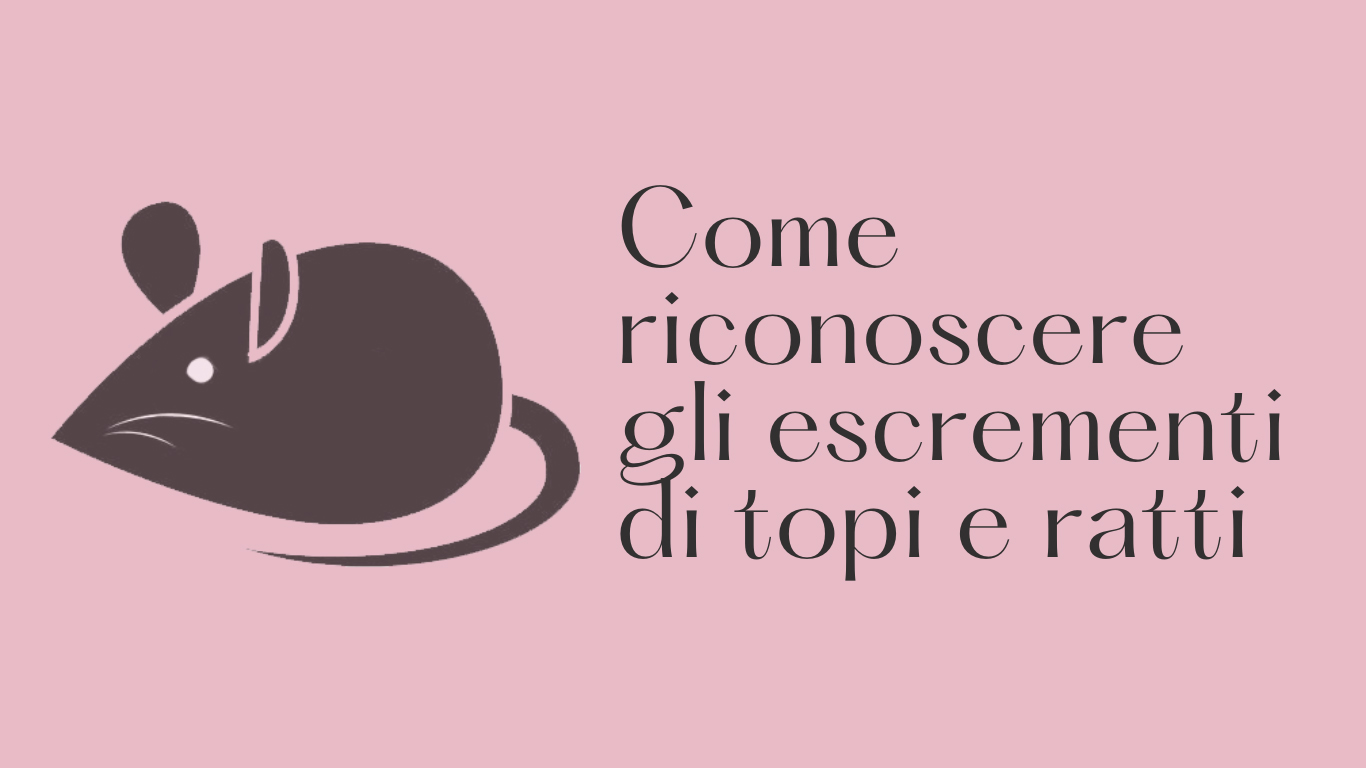 come-riconoscere-gli-escrementi-di-topi-e-ratti.