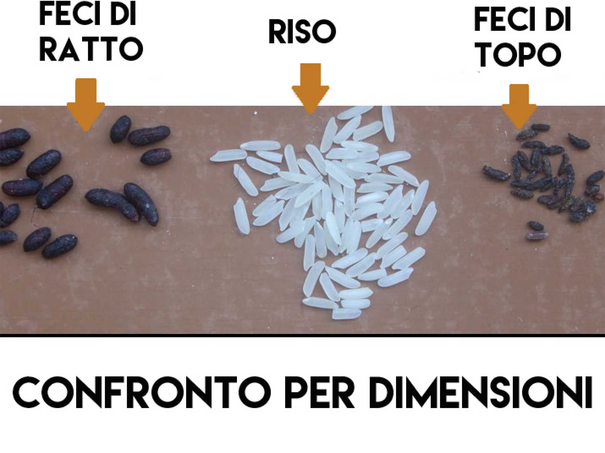 confronto-feci-topo-ratto