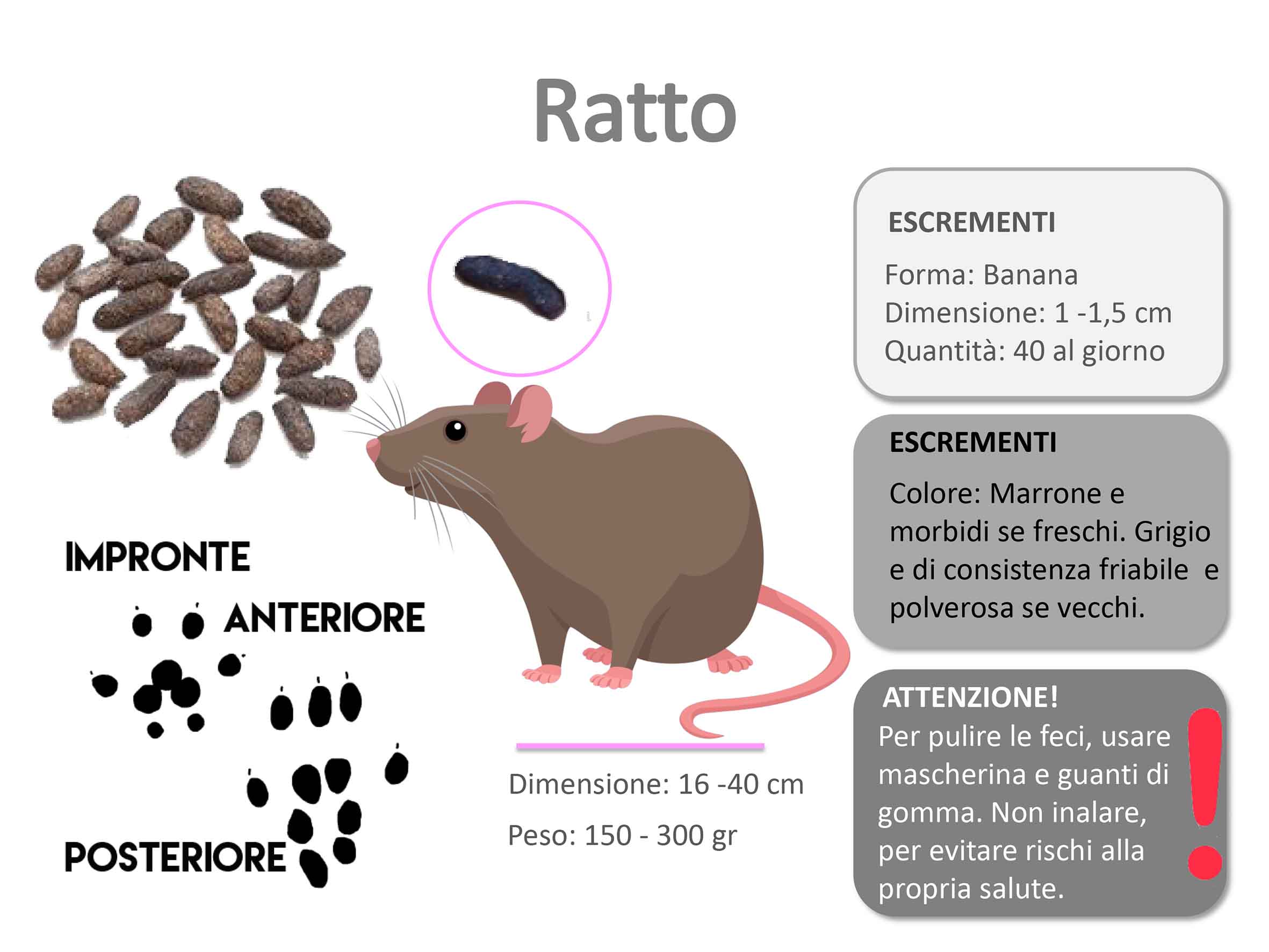 escrementi-ratto