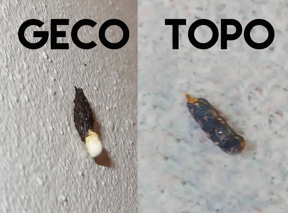 escrementi-topo-e-geco-copia