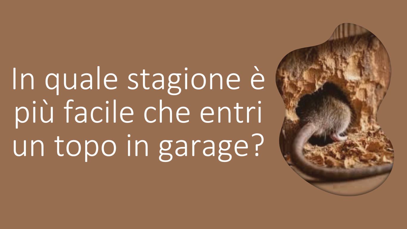 Dettagli allegato quando-entra-un-topo-in-garage